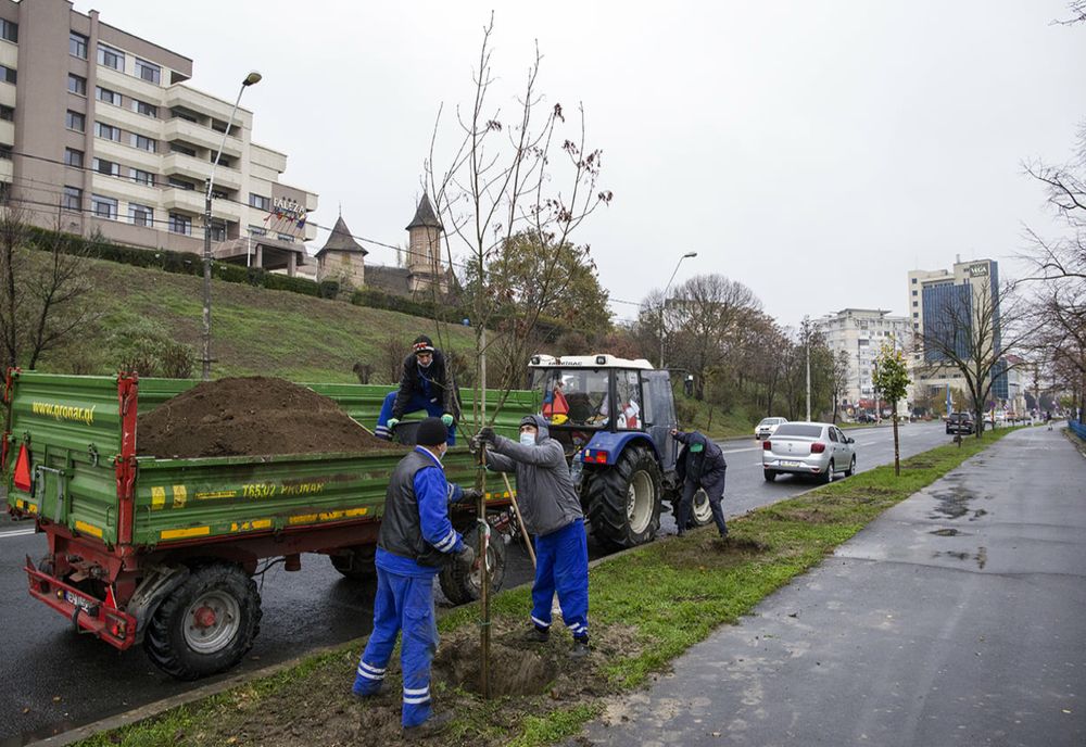 Am început plantările de arbori pe Faleză