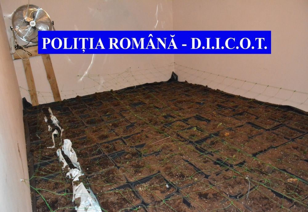 400 de plante de canabis aruncate în Dunăre, la Galați