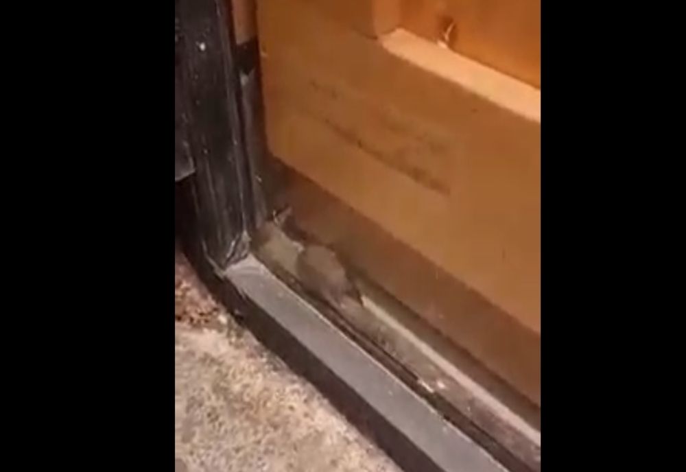 Amendă de 10.000 de lei și suspendarea temporară a activității la o patiserie în care un șoricel se plimba prin vitrină