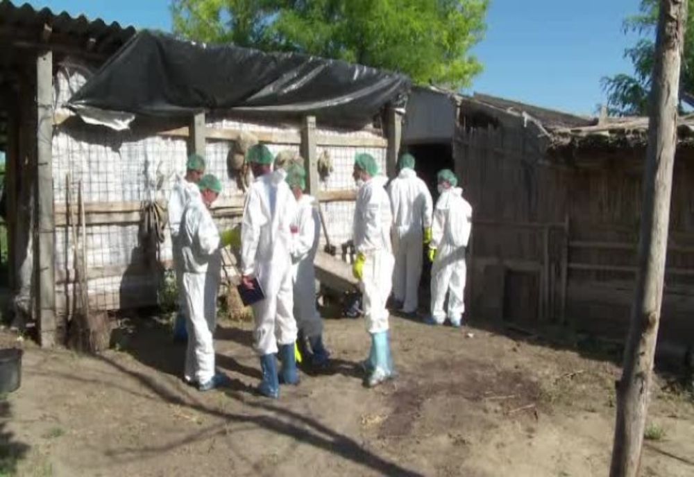 Focar de PPA la o gospodărie din Fântânele