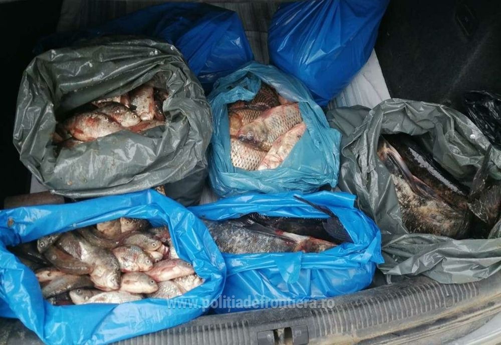 Peşte fără documente legale, descoperit de polițiștii de frontieră gălățeni
