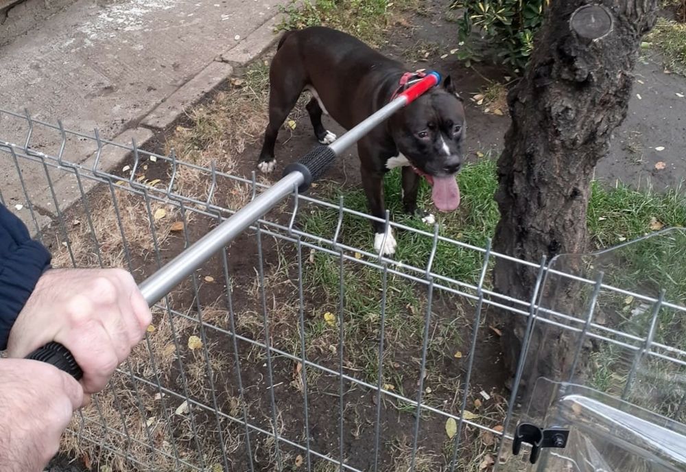 Un câine din rasa pitbul, în vârstă de 7 ani, a fost imobilizat de jandarmii gălăţeni după ce acesta a atacat-o pe mama stăpânului său
