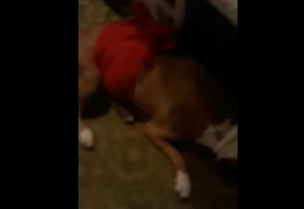 Condamnat pentru uciderea unui câine