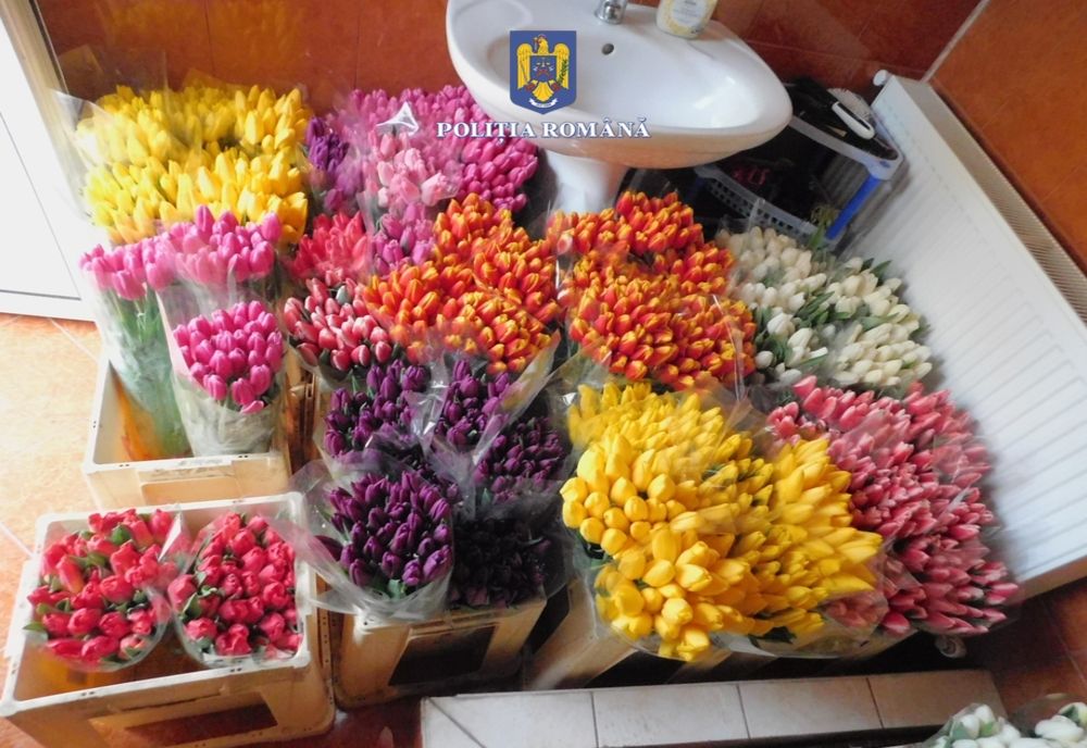 Șase percheziții domiciliare în municipiul Galați