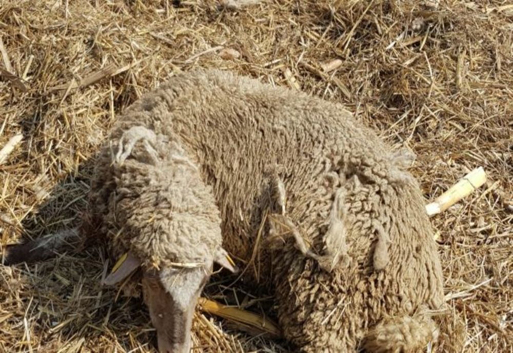 Un focar de scrapie a fost depistat la o fermă cu peste 2.000 de oi din localitatea Frumuşiţa, județul Galați