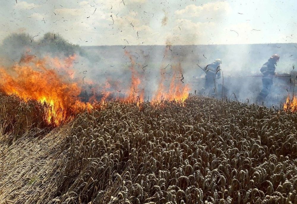 600 de hectare de vegetație, mistuite de flăcări 