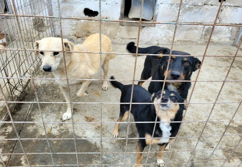 Iubiți animalele responsabil