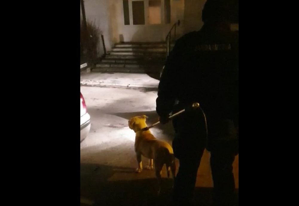 Video: Un câine din rasa Amstaff a creat panică printre locuitorii unui bloc din cartierul I.C. Frimu din municipiul Galați