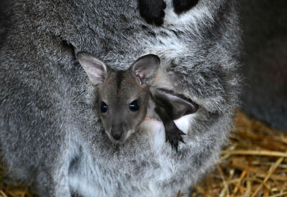 Campanie inedită la ZOO  din Pădurea Gârboavele 