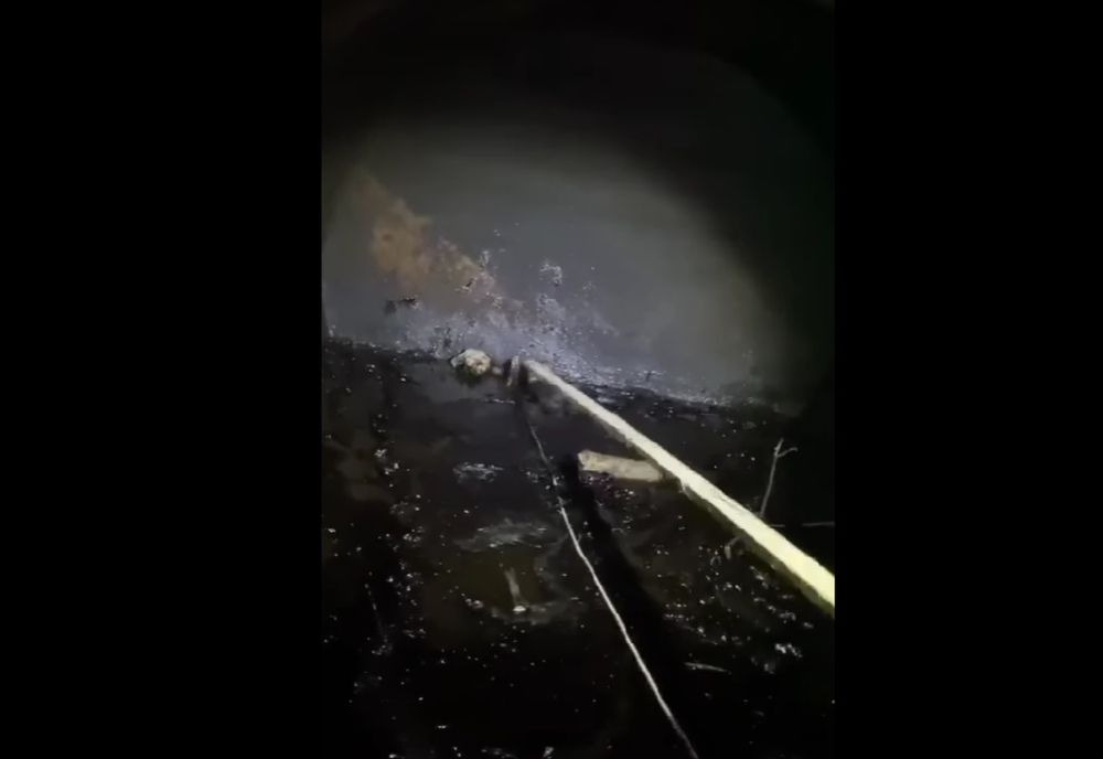 Un câine salvat după ce a căzut sau a fost aruncat într-o cisternă de combustibil
