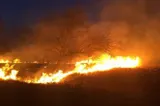 700 de hectare, mistuite de flăcări în Delta Dunării