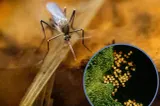 INSP: 3 cazuri de infecție cu virusul West Nile, confirmate în județul Galați în 2026