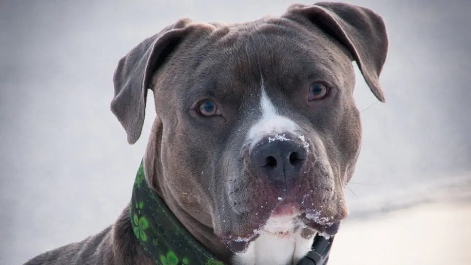 Amstaff