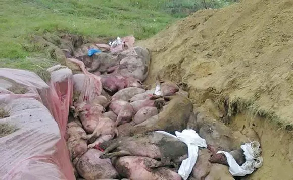 6-act-baza-porci