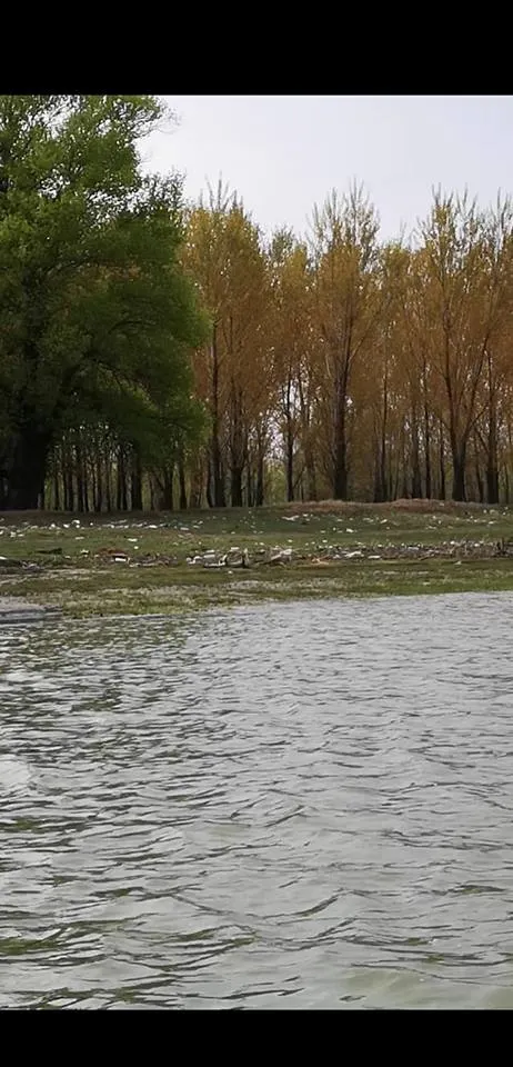 ecologizare