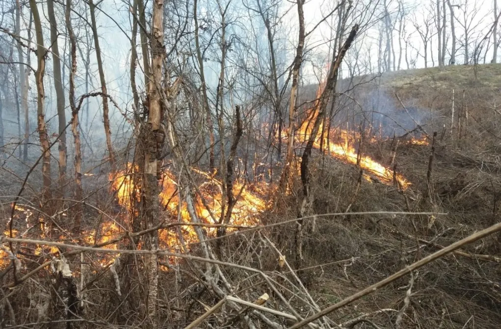incendiu padure