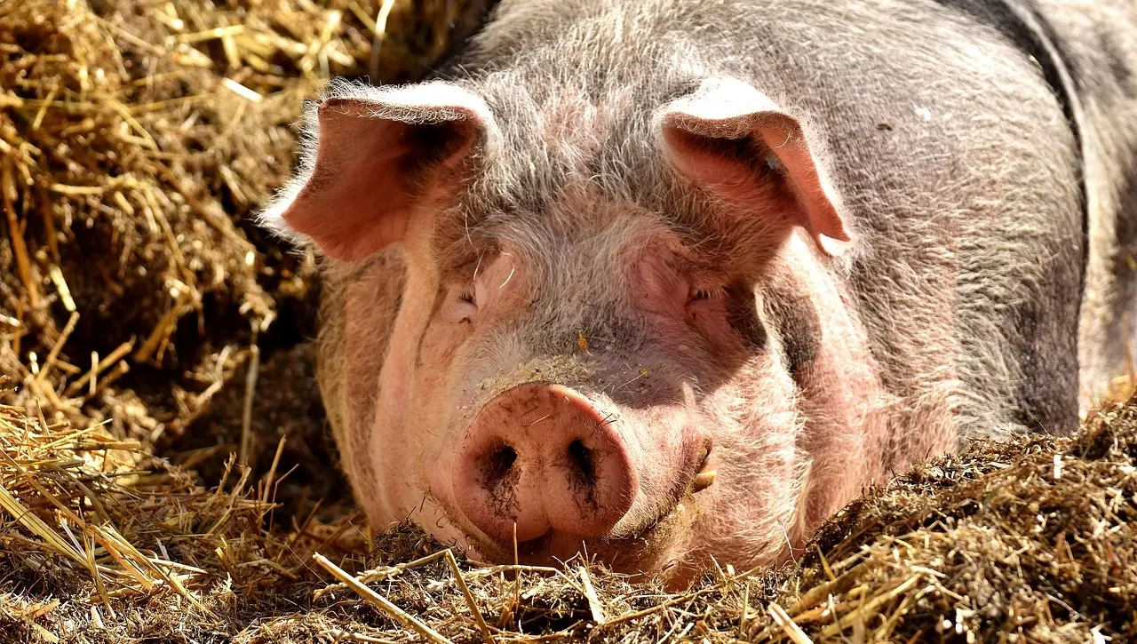 porc