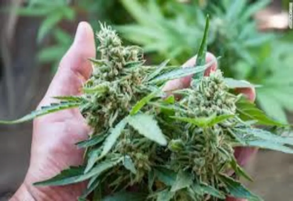 VIDEO Cultură de cannabis descoperită într-o pădure. Traficanții, prinși cu focuri de armă