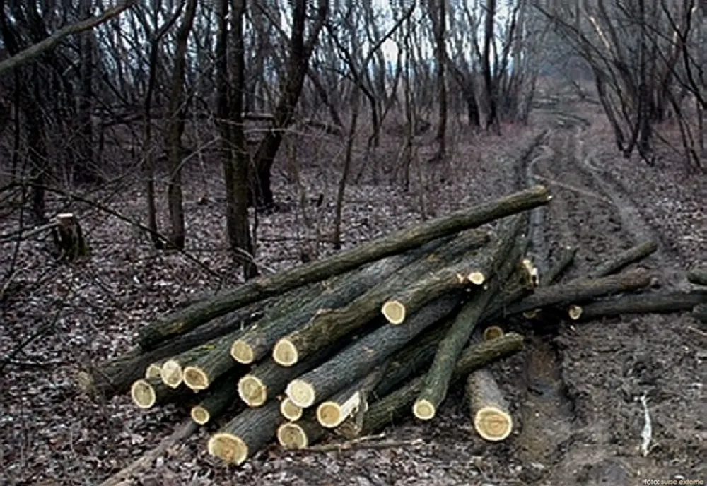 Depistați în flagrant tăind salcâmi dintr-o pădure