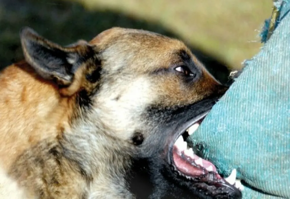Femeie de 67 de ani cercetată pentru neluarea măsurilor de prevenire a atacului canin