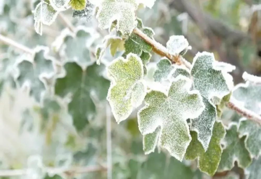 Vremea 2 ianuarie - Început de an cu temperaturi de primăvară