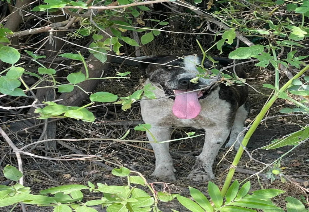 Câine abandonat și legat cu o sârmă de un copac