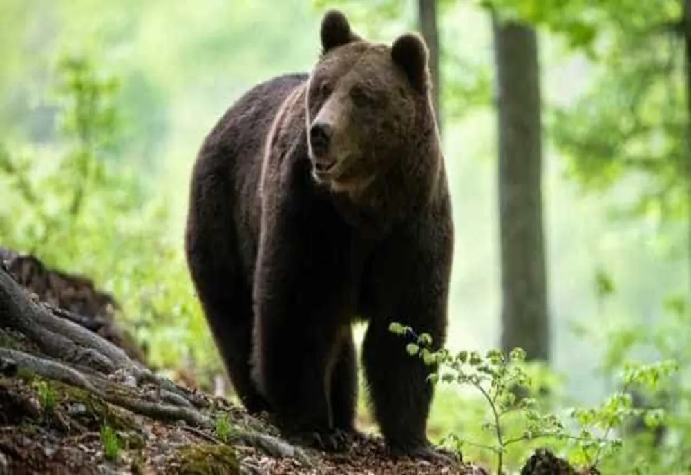 TURISTĂ STRĂINĂ, RĂNITĂ DE UN URS ÎN ZONA BARAJULUI VIDRARU: CUM SE SIMTE FEMEIA
