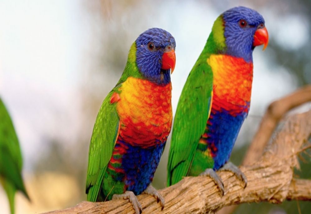 Un sucevean întors din Italia a ieșit la plimbare cu 30 de papagali și un câine