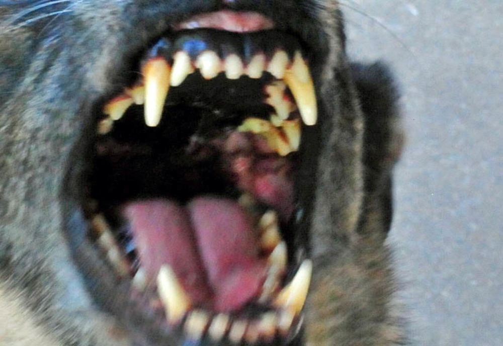 Copil sfâșiat de câine sub ochii bunicilor