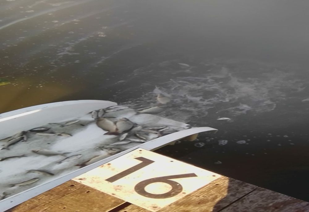 Balta Zătun a fost populată cu pește