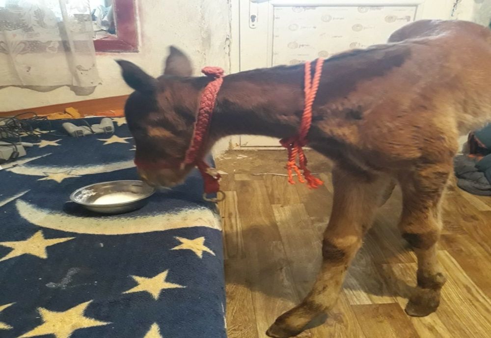 Amendat pentru despărțirea mânzului de iapă