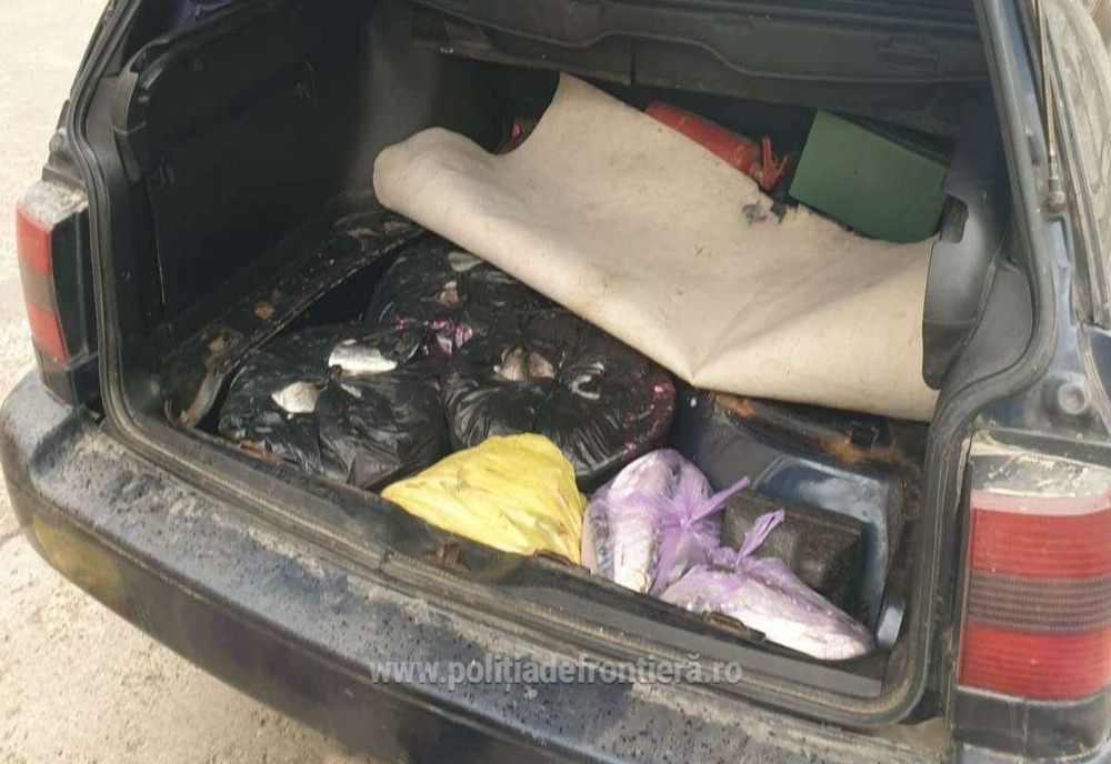 Depistat de polițiștii de frontieră cu 53 kg de scrumbie în portbagaj