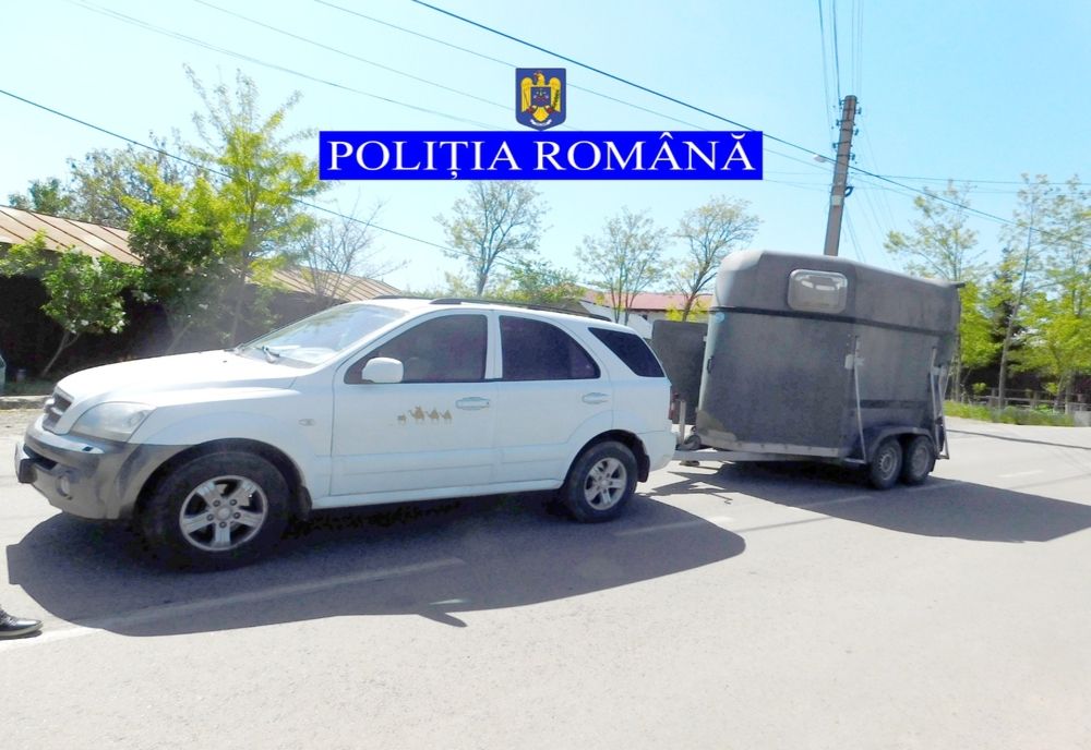 Cal maltratat de stăpân în comuna Fântânele