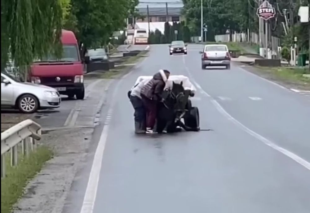 Cal lovit sălbatic pe o stradă din Tecuci