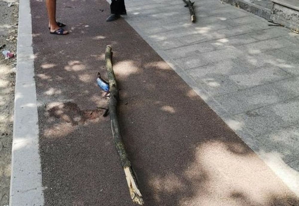 O creangă ruptă dintr-un copac a căzut peste un copil de 9 ani