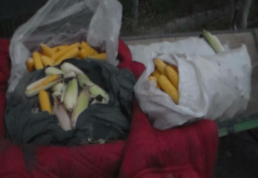 Dosar penal pentru tentativă de furt