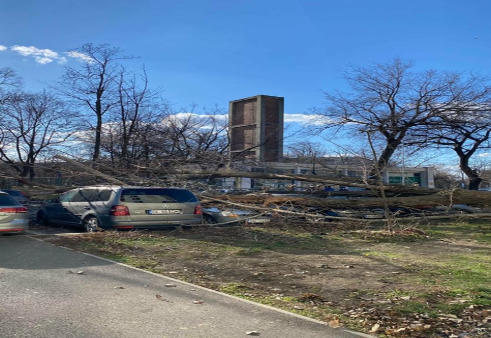 Masini parcate avariate de un copac căzut peste ele
