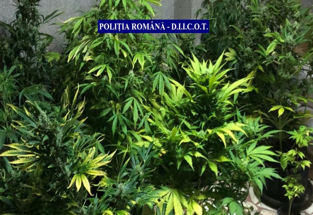 VIDEO: Gălățean reținut pentru cultivare de cannabis