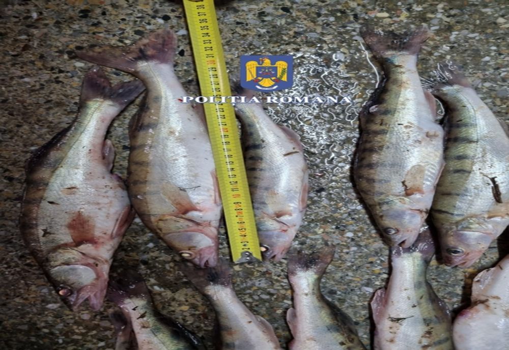 Dosare penale pentru deținerea și comercializarea fără documente legale a peștelui
