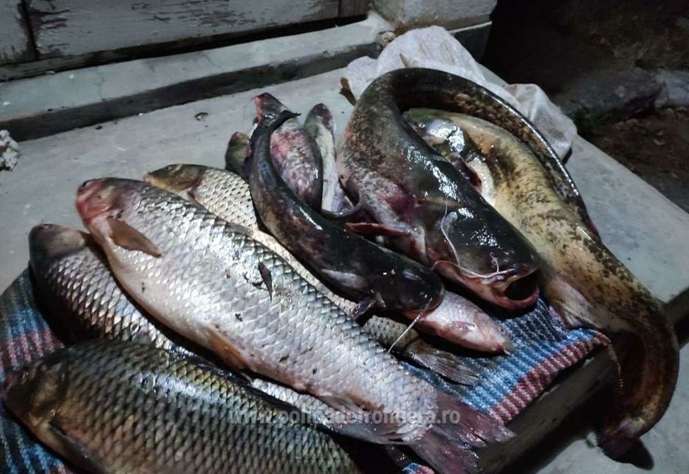 Peşte fără documente legale, descoperit de polițiștii de frontieră gălățeni din cadrul Sectorului Poliţiei de Frontieră Foltești