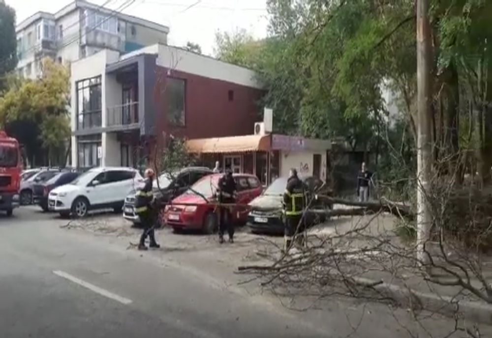 Video: Copac cazut peste 3 autoturisme în municipiul Galați