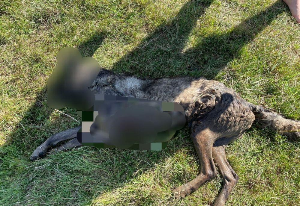 Cercetat sub control judiciar după ce a ucis un câine și a rănit altul, pentru că aceștia i-ar fi rănit o oaie cu o zi înainte