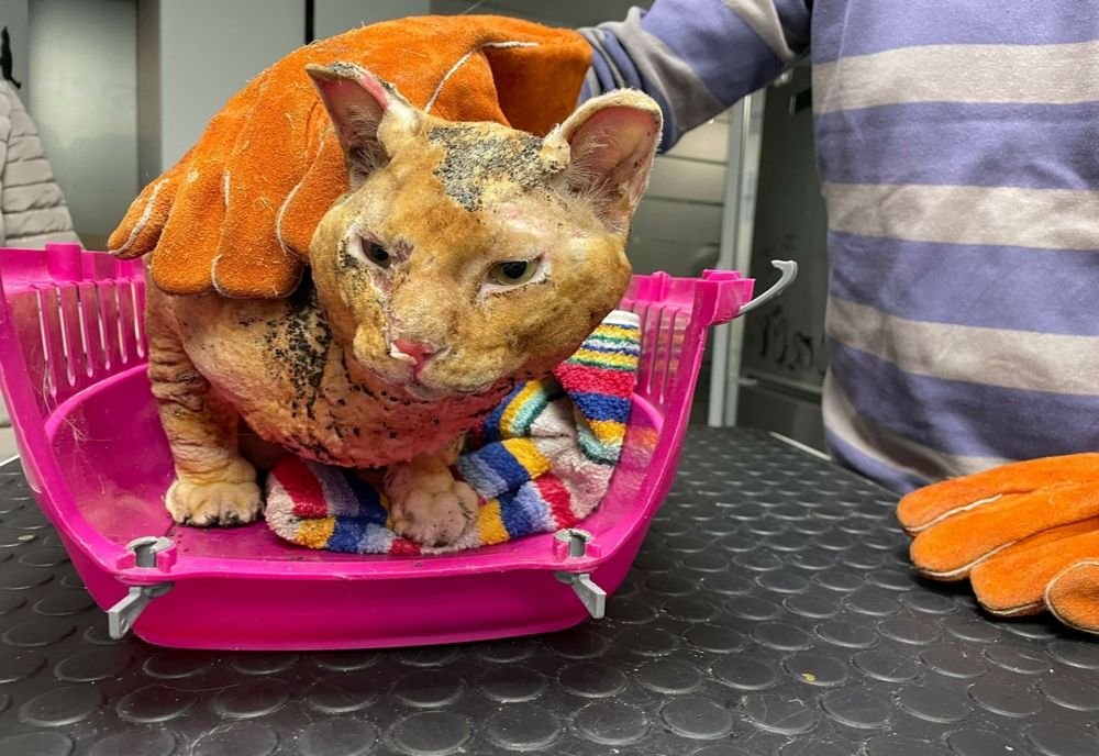 Roșcovanul, motanul de la Hanul Vânătorului a supraviețuit incendiului