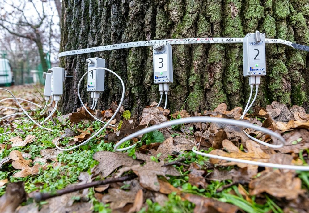 Tomograf pentru copaci la Galați