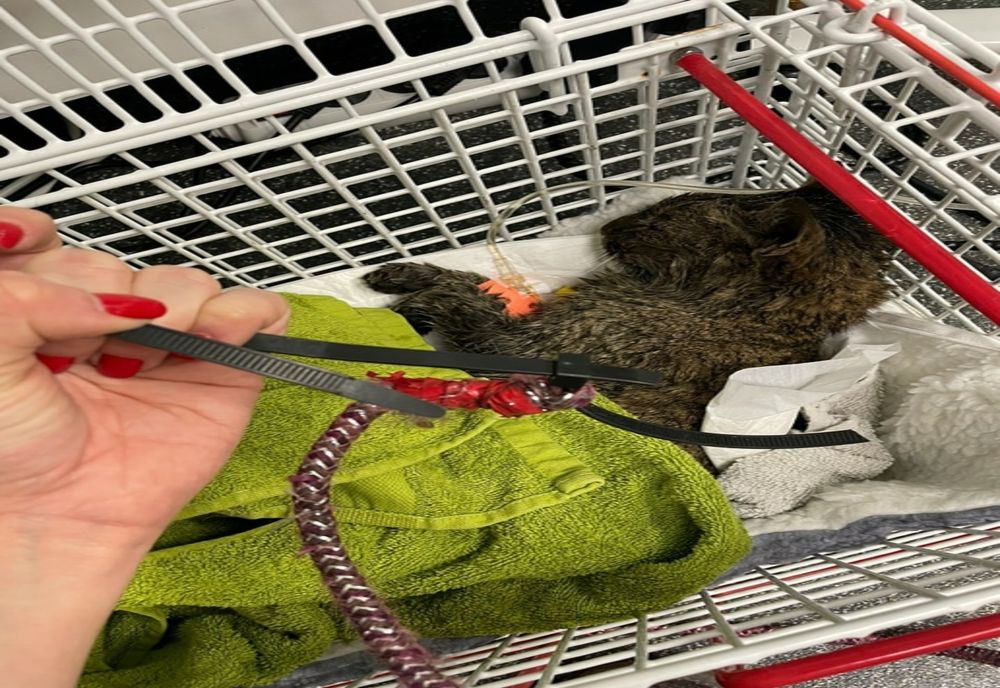 Caz șocant de cruzime față de animale în municipiul Galați