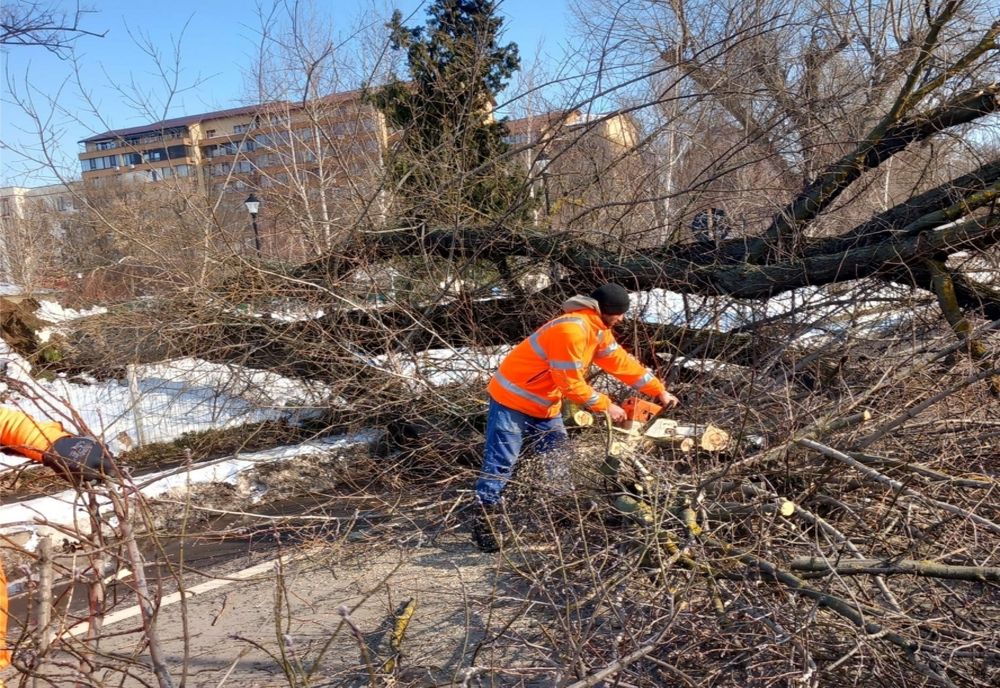 Echipele Societății Gospodărie Urbană Galați au intervenit pentru îndepărtarea unor arbori căzuți
