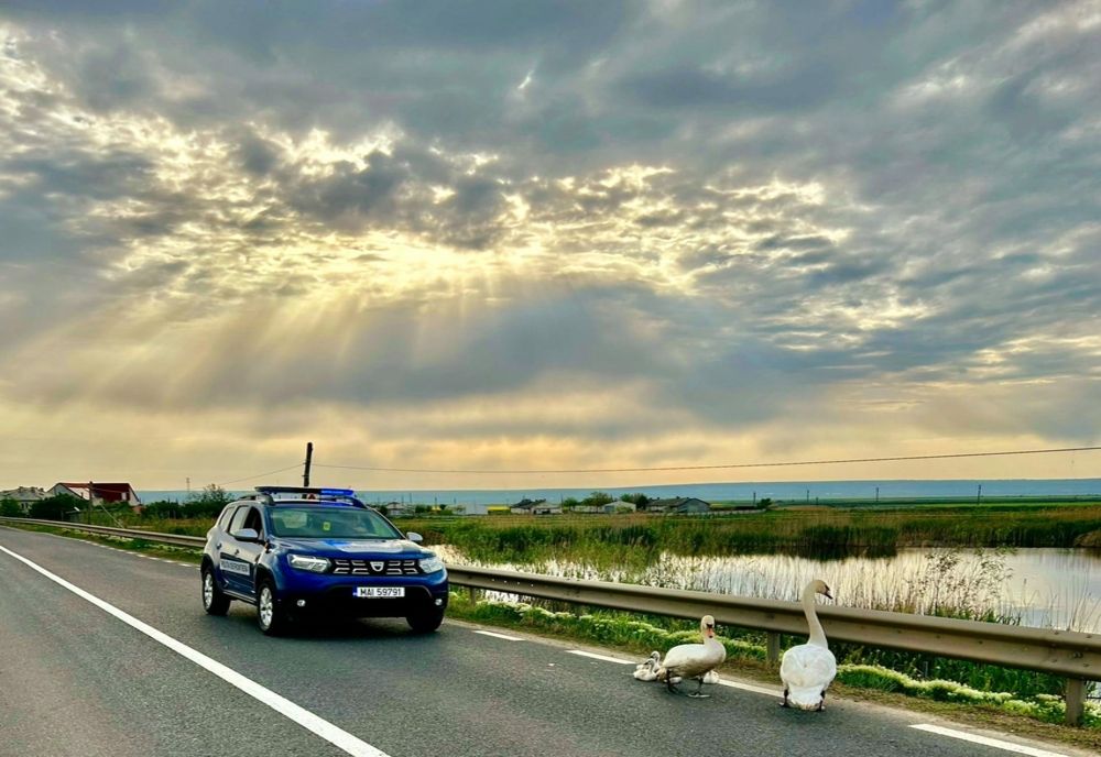 Siguranța unei familii de lebede asigurată de către polițiștii de frontieră