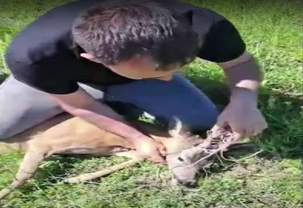 Video: Căprior salvat de vânătorii de la AJVPS Galați