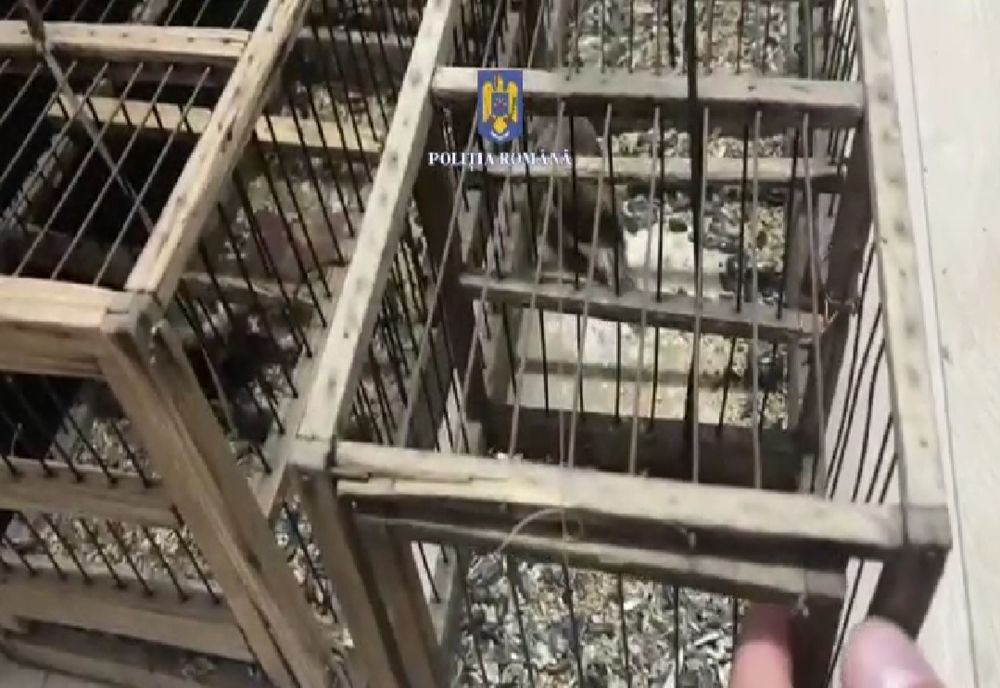 Video: Prins de polițiști în timp ce captura, fără drept, exemplare de păsări din speciile Sticlete și Cânepar