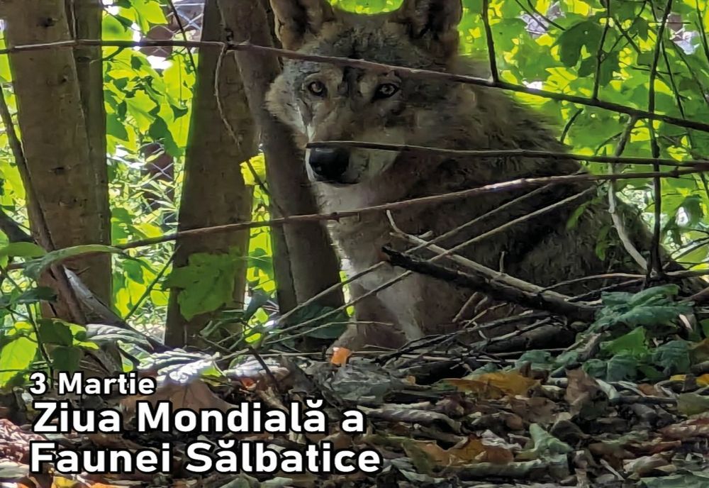 Ziua Mondială a Faunei Sălbatice va fi sărbătorită pe 3 martie